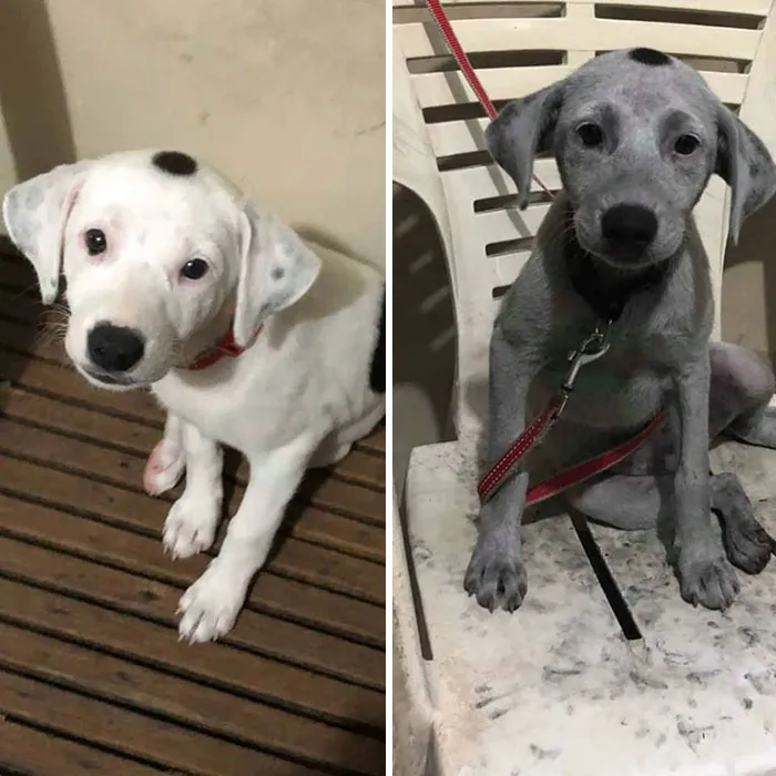 Dejó al perro en casa y cuando volvió estaba así. Encontró un saco de carbón y se puso a jugar con él