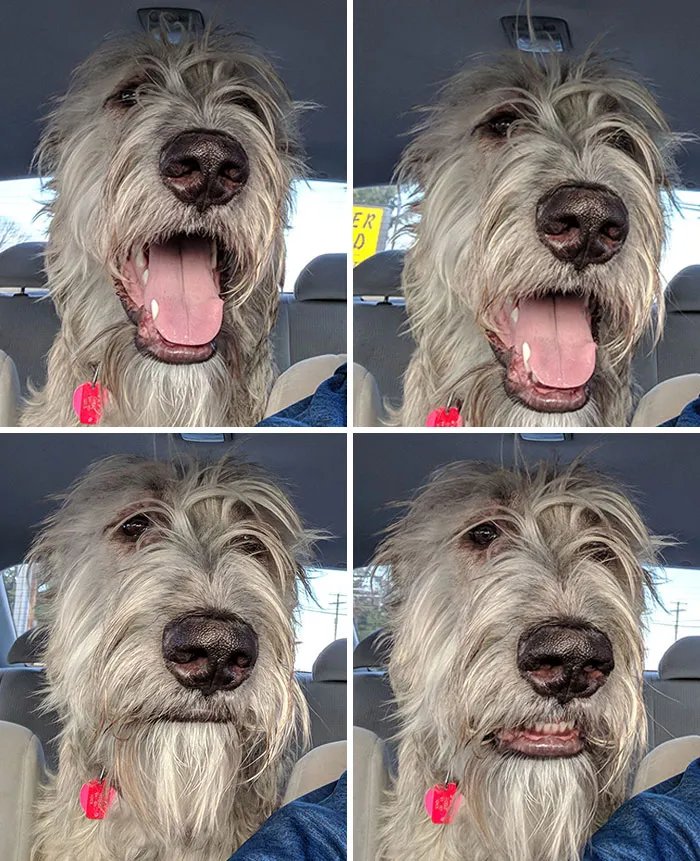 La cara de mi perro al ver que no giraba hacia el parque