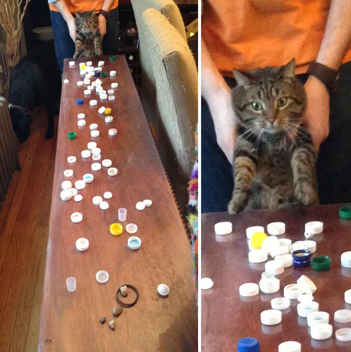 Al gato le gusta robar y acumular tapones de botella. He encontrado su alijo mientras limpiaba