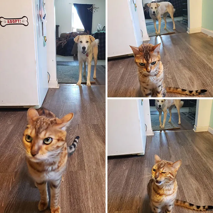 El perro robó un poco de comida del gato, y este vino corriendo a por mi para quejarse al respecto