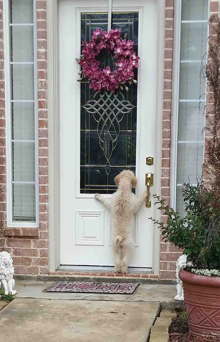 Mi perro se escapó, y tras horas buscándolo, volví a casa y encontré esto