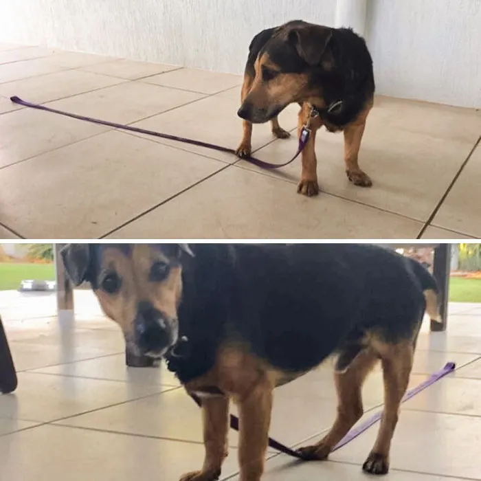 Llevó al perro a pasear, y al volver lo dejó así y se fue a desayunar