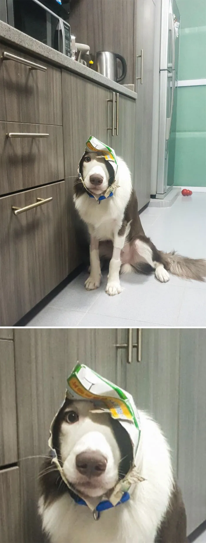 Mi perro consiguió robar un paquete de filetes de pescado congelados, y se habría salido con la suya si no se hubiera quedado atascado y hubiera venido a pedirme ayuda