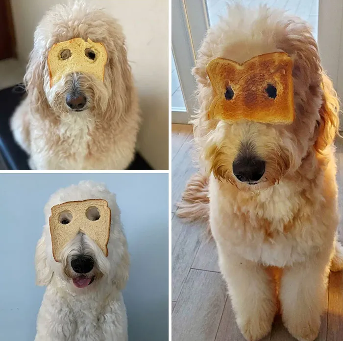 Quarantine Got Us Like... We Can't Decide... Are We Purebread Or Inbread?
