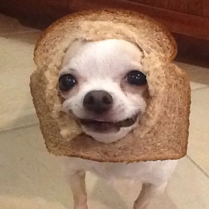 There's Bread On My Head Hehe