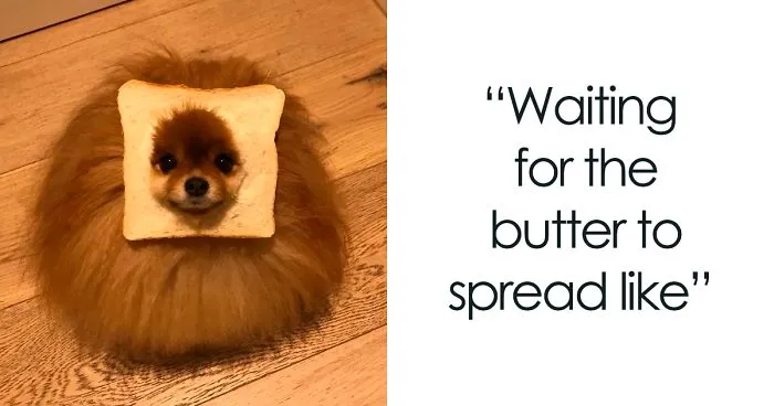 The Internet Is Loving 'Inbread' Animals And Here Are The 30 Funniest Ones