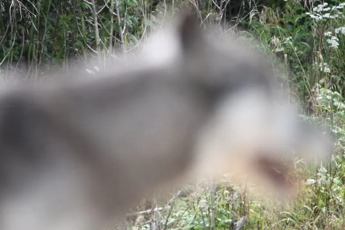 When That Wolf Comes Close And You Can Get The Shot Of A Lifetime, Focus Is Critical To Capture The Rich Detail Of The Fur