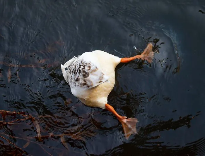 Solo quería hacer una foto bonita a un pato
