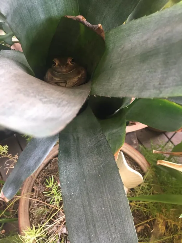 I Call Him Buddha ....... And Sir