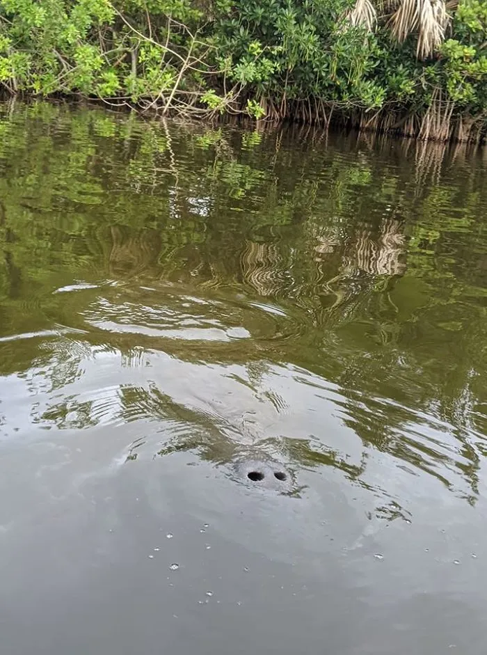 Behold, The Majestic Manatee!