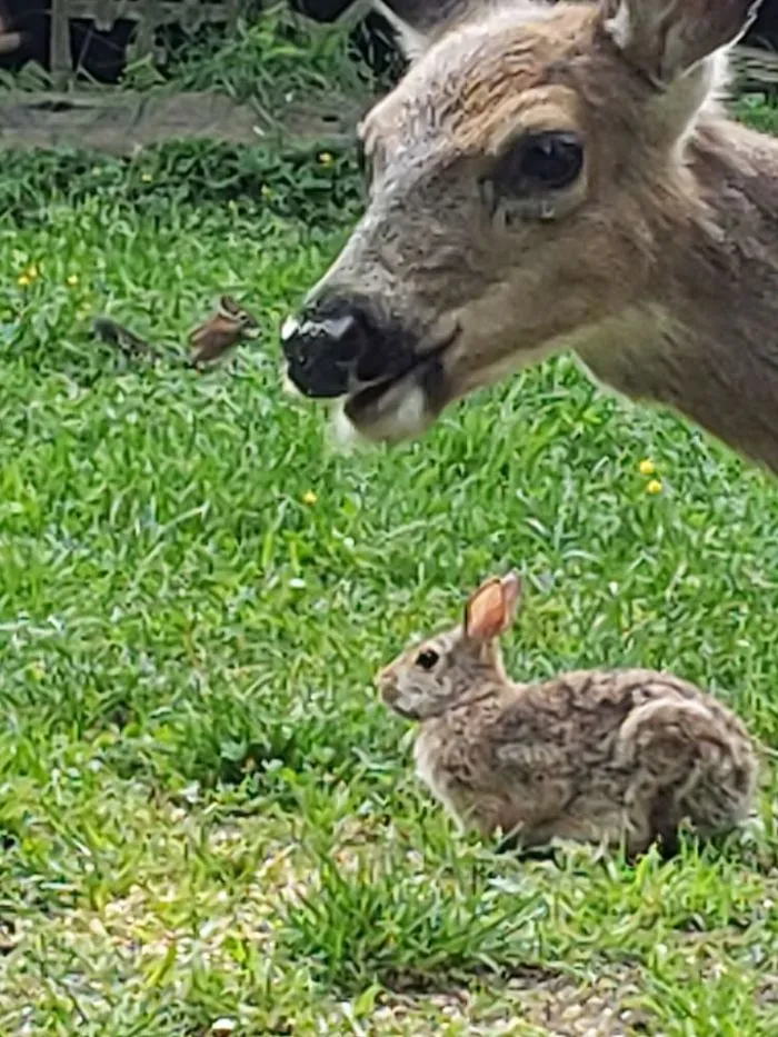 Intentaba fotografiar a la ardilla y me hicieron photobomb