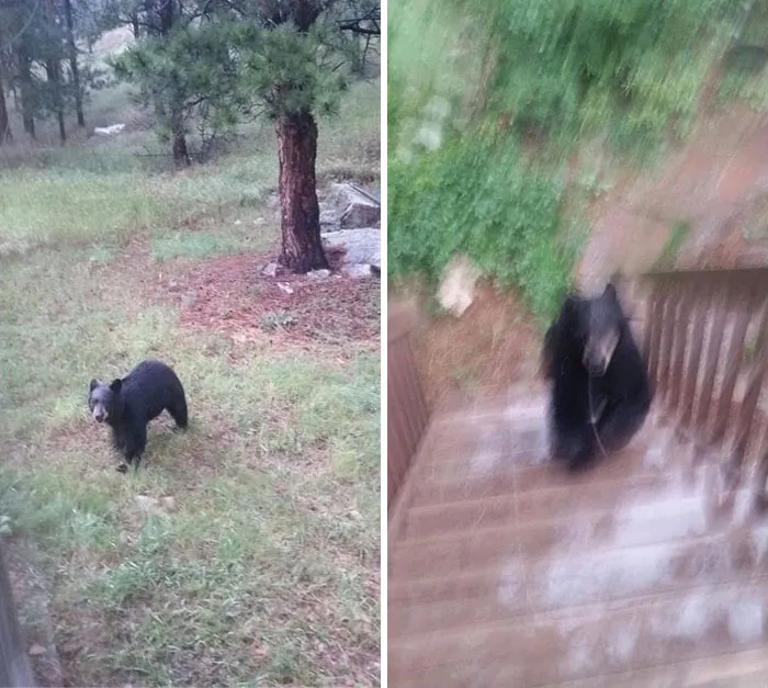 Era divertido hacer fotos del oso en el jardín hasta que decidió subir a visitarnos