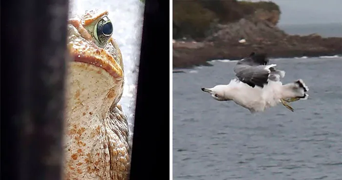 Este grupo de Facebook está dedicado a fotos cutres de fauna, y son tan malas que tienes que reírte (40 nuevas fotos)