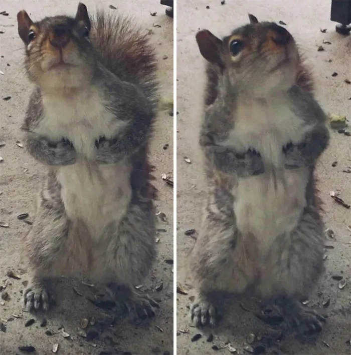 So I've Been Feeding The Squirrels Lately And This Is What I Saw At My Door When I Woke Up