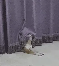 His Royal Woofness
