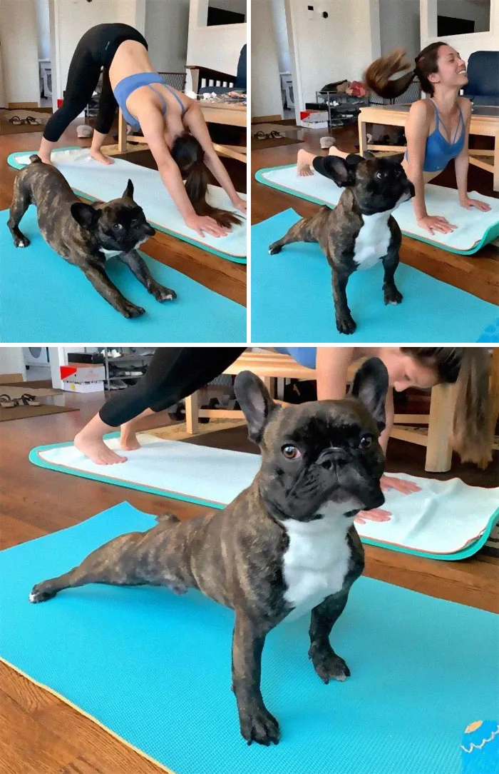 Doga