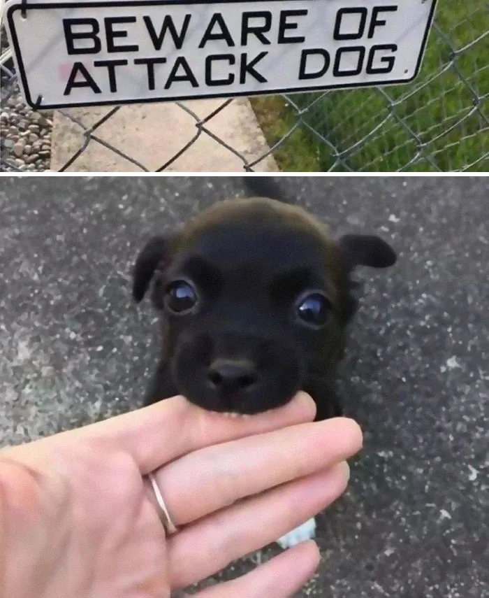 Attack Dog