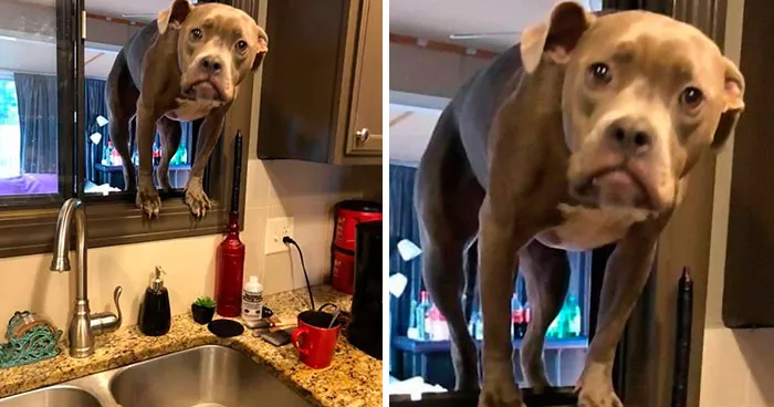 40 Divertidas publicaciones de perros para sacarte una sonrisa