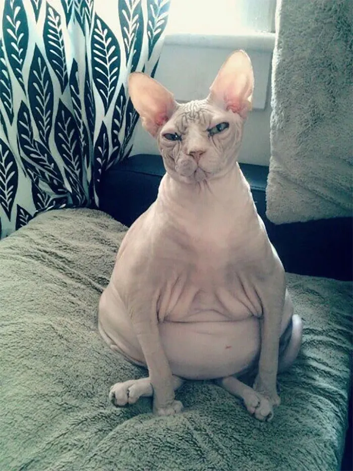 I Texted My 36 Week Pregnant Wife To Ask How He Was Feeling, This Was The Photo I Got In Response