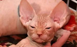 30 Times Sphynx Cats Proved They're Not The Best Photo-Models