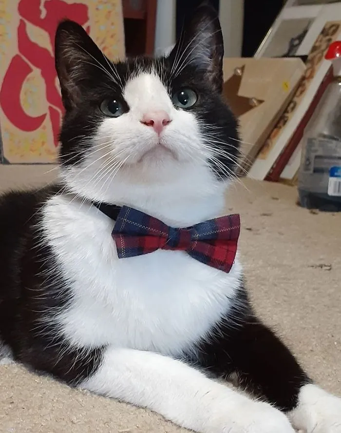 Found This Little Bow Tie At Salvation Army In Vernon Ct. Perfect For My Little Man, Hamilton! Just Lookit Himbs!