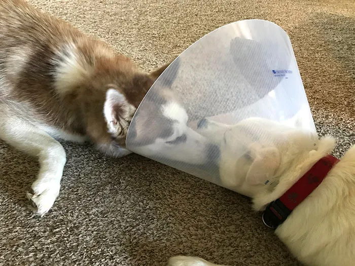 35 Pics Of Pets Not Rocking The Cone Of Shame At All
