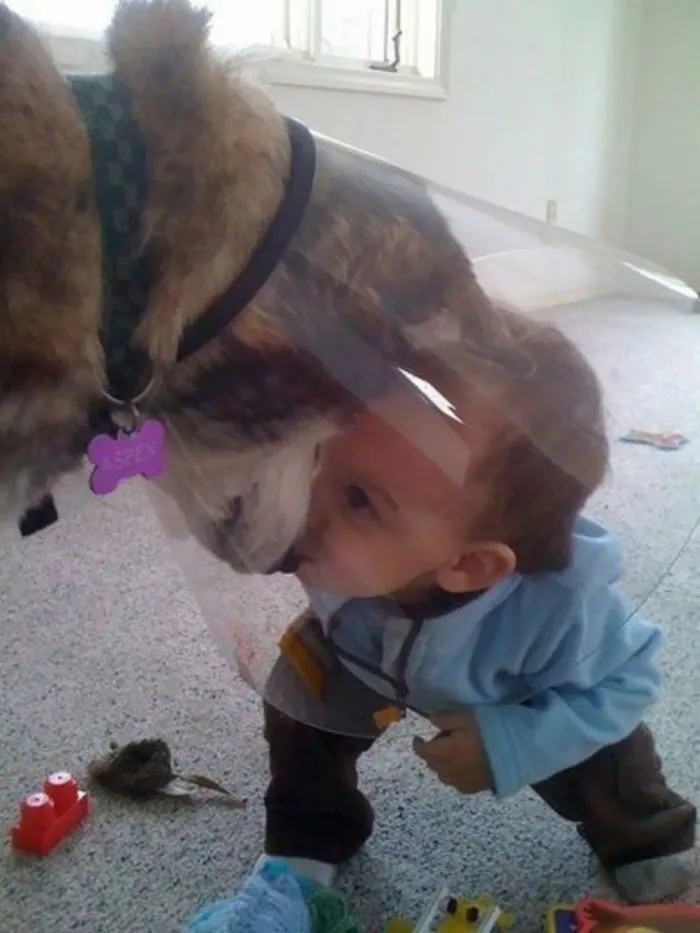 35 Pics Of Pets Not Rocking The Cone Of Shame At All