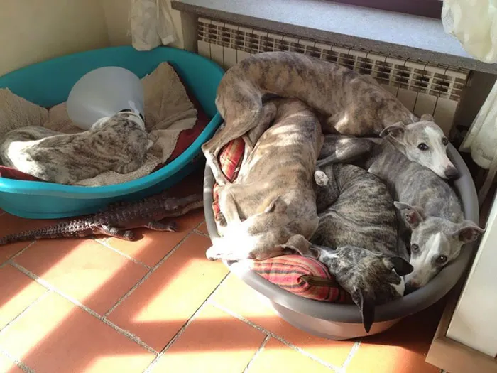 35 Pics Of Pets Not Rocking The Cone Of Shame At All