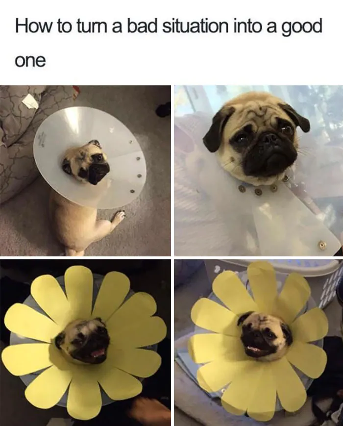 35 Pics Of Pets Not Rocking The Cone Of Shame At All