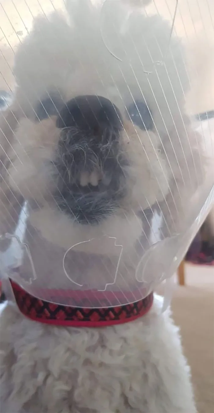 Funny-Pets-With-Cones