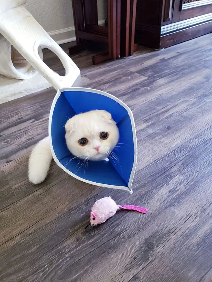 35 Pics Of Pets Not Rocking The Cone Of Shame At All