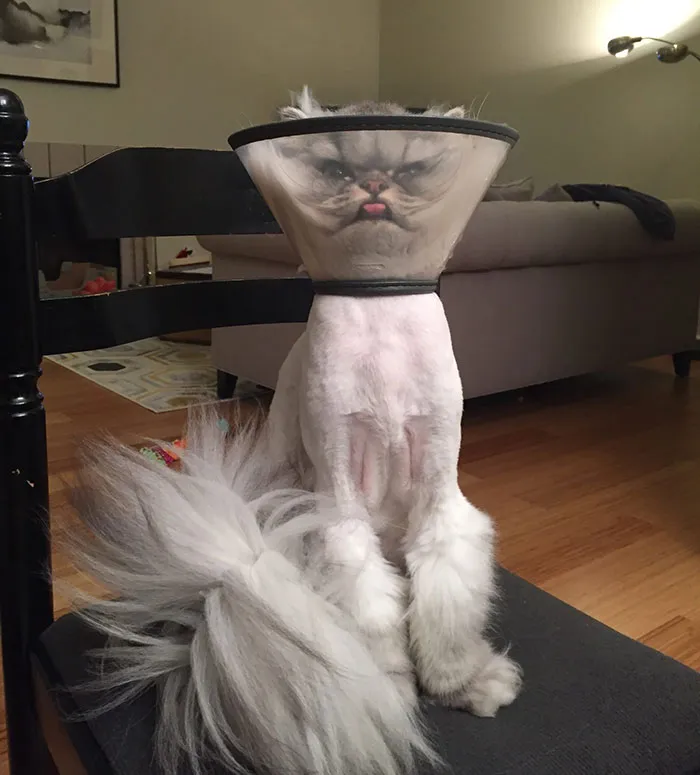 35 Pics Of Pets Not Rocking The Cone Of Shame At All