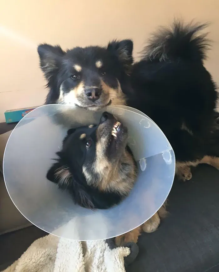 35 Pics Of Pets Not Rocking The Cone Of Shame At All