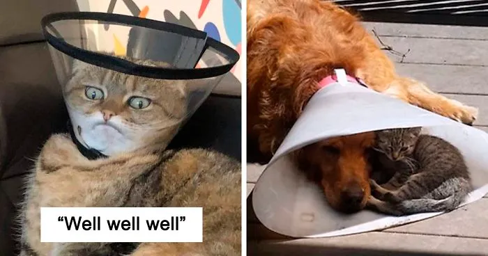 35 Pics Of Pets Not Rocking The Cone Of Shame At All