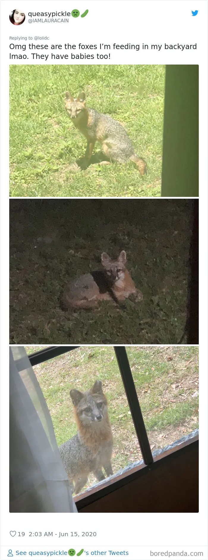 People Are Sharing Photos Of Foxes That Paid Them A Visit (13 Pics)