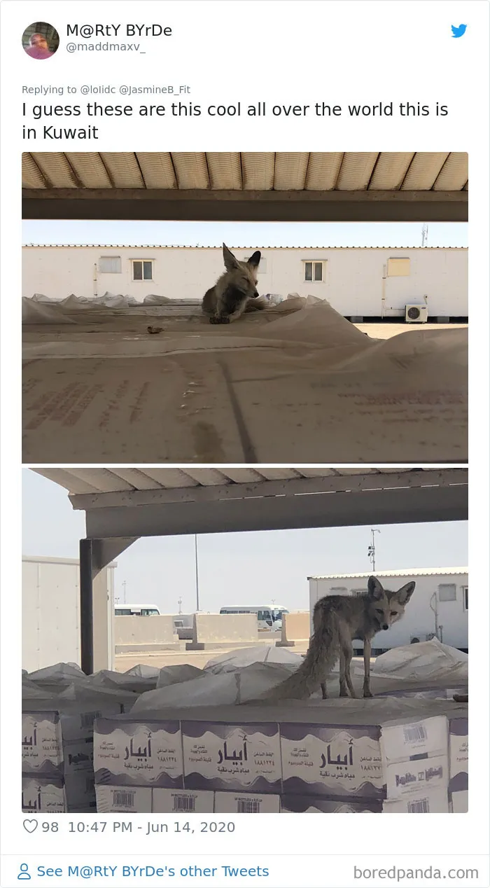 People Are Sharing Photos Of Foxes That Paid Them A Visit (13 Pics)