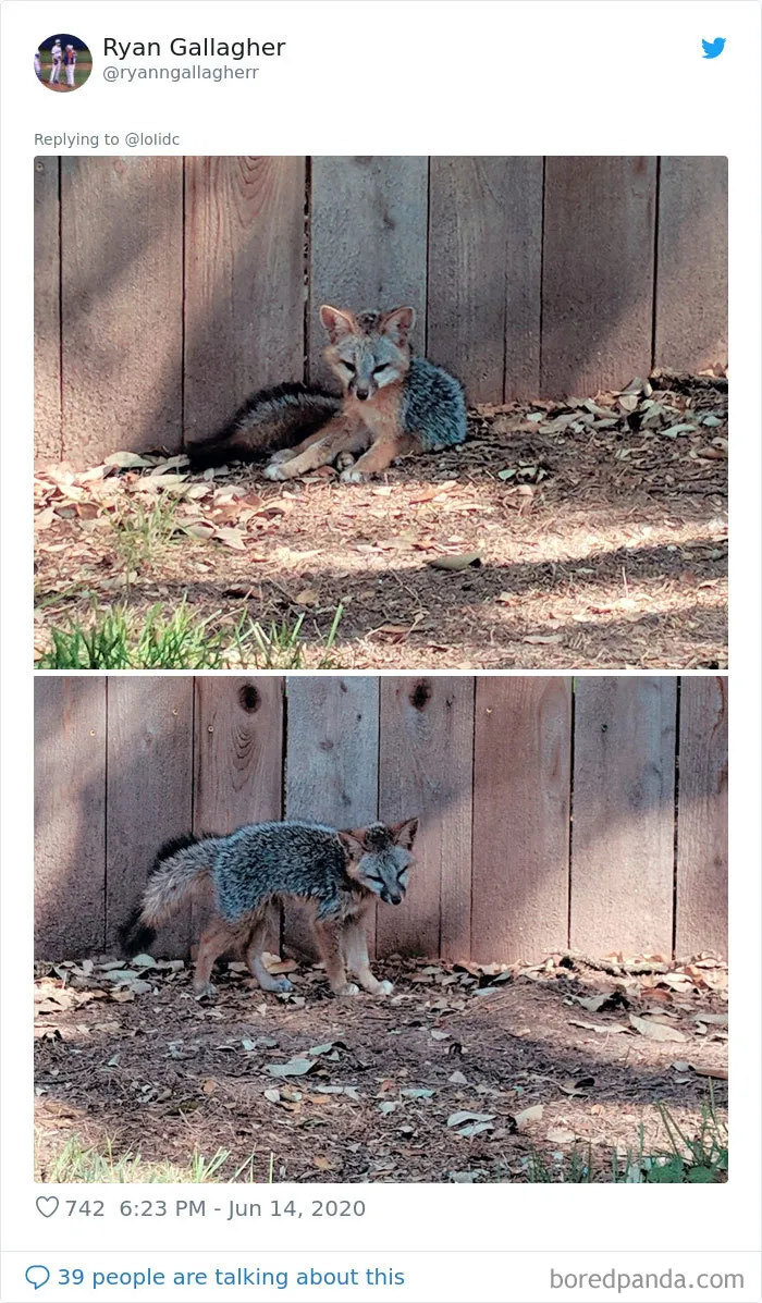 People Are Sharing Photos Of Foxes That Paid Them A Visit (13 Pics)