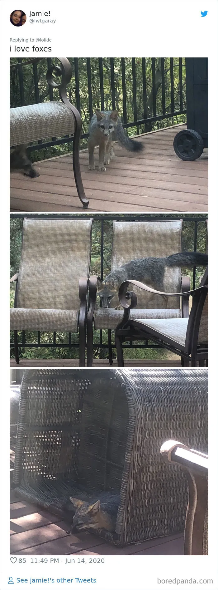 People Are Sharing Photos Of Foxes That Paid Them A Visit (13 Pics)