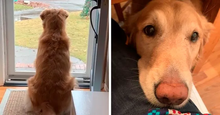 Este golden retriever adora a los repartidores de su zona, y su dueña comienza a grabar su rutina diaria con ellos