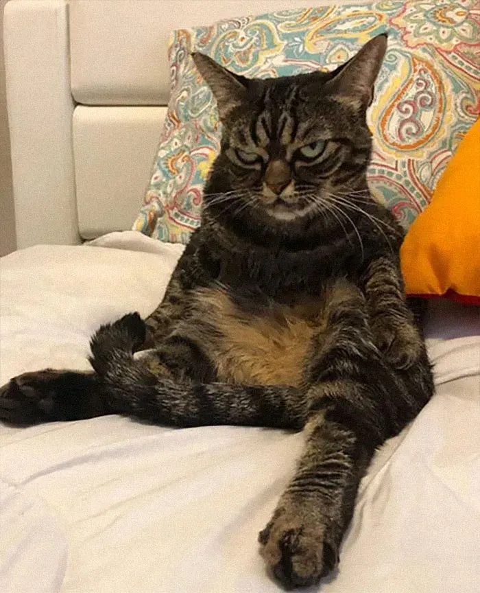 El nuevo gato gruñón se llama Kitzia y tiene un aspecto aún más cabreado que su predecesor