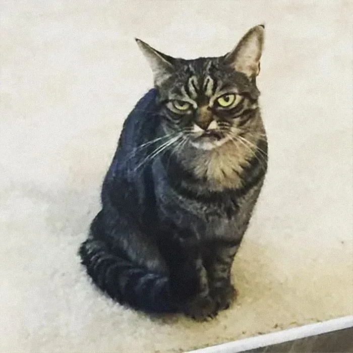 El nuevo gato gruñón se llama Kitzia y tiene un aspecto aún más cabreado que su predecesor