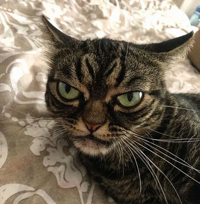 Meet The New Grumpy Cat Called Kitzia That Looks Even Angrier Than Her Late Predecessor