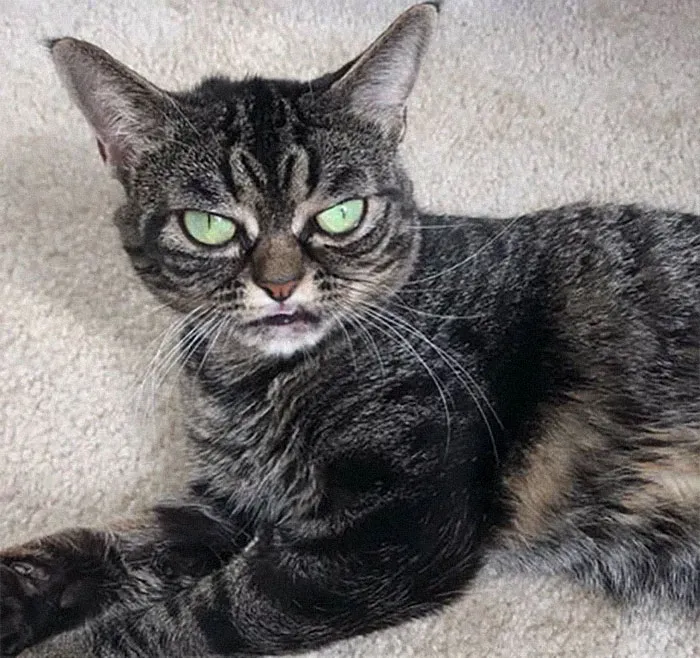 Meet The New Grumpy Cat Called Kitzia That Looks Even Angrier Than Her Late Predecessor