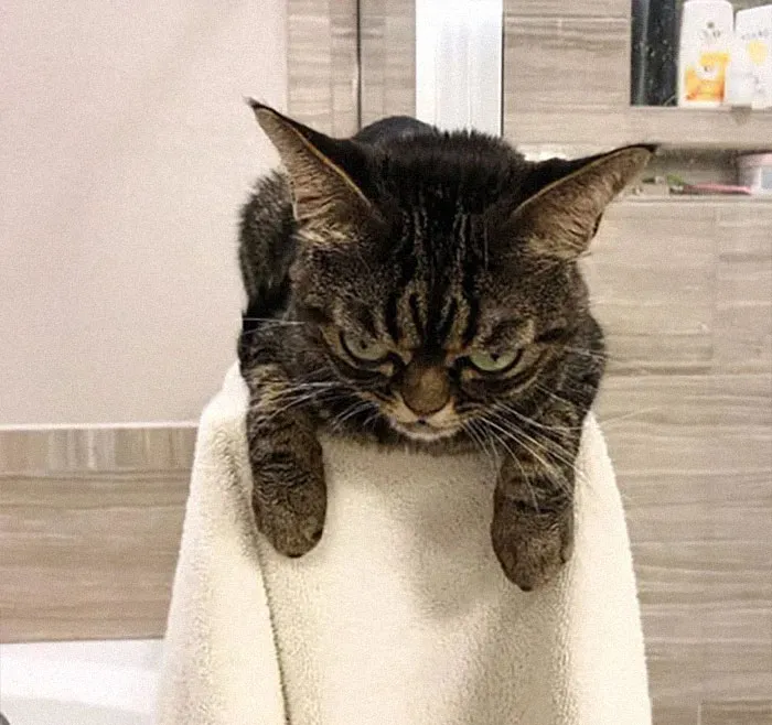 El nuevo gato gruñón se llama Kitzia y tiene un aspecto aún más cabreado que su predecesor