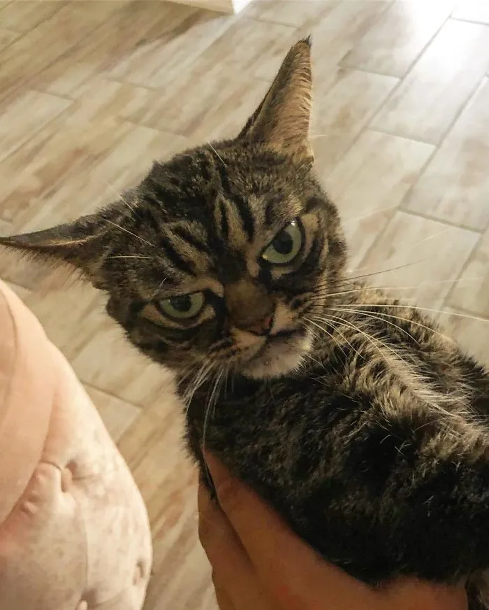 El nuevo gato gruñón se llama Kitzia y tiene un aspecto aún más cabreado que su predecesor