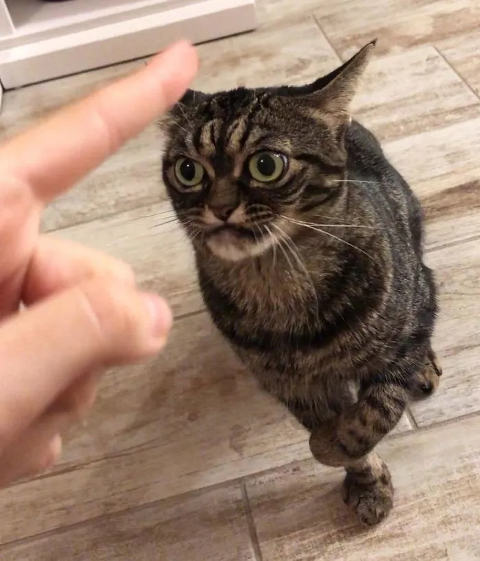 El nuevo gato gruñón se llama Kitzia y tiene un aspecto aún más cabreado que su predecesor