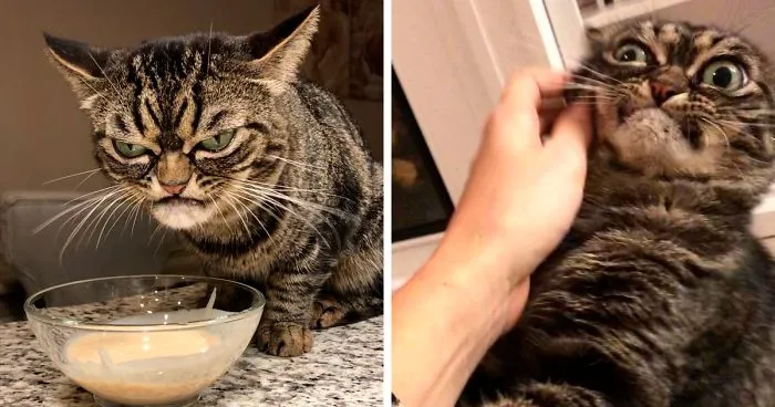 El nuevo gato gruñón se llama Kitzia y tiene un aspecto aún más cabreado que su predecesor