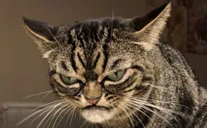 Meet The New Grumpy Cat Called Kitzia That Looks Even Angrier Than Her Late Predecessor
