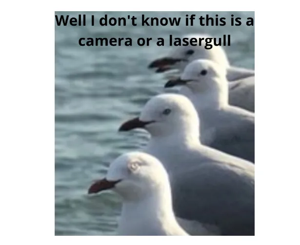Me Trying To Get A Lovely Photo Of Seagulls And Finding A Government Conspiracy Xd