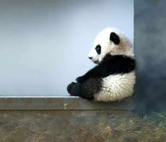 Bored Panda